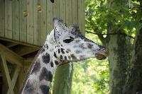 'photos' - 'animaux' - 'DSC_9191'